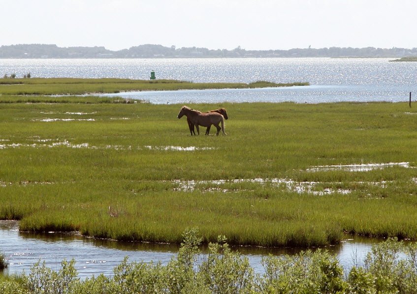 Assateague State Park, Maryland, USA